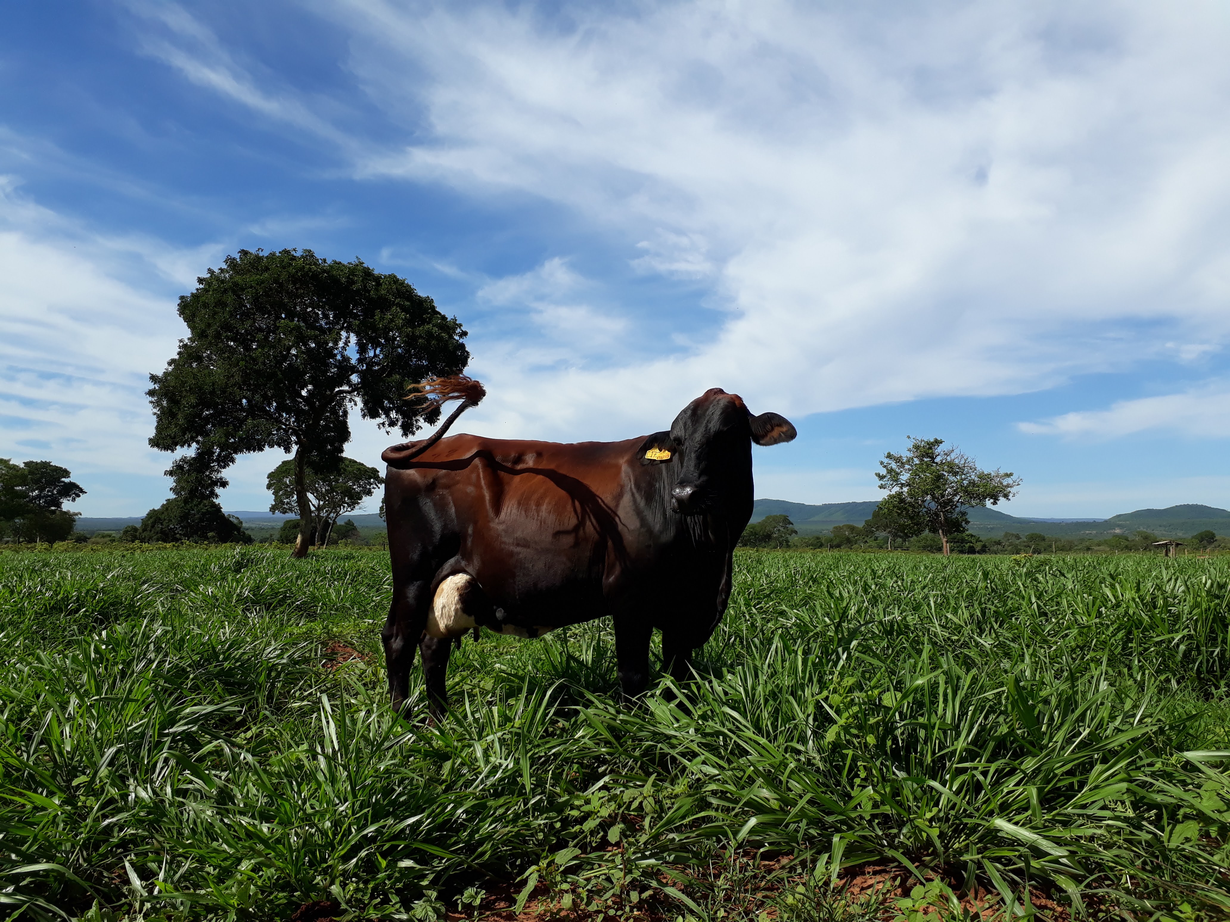 Cow standing in grass